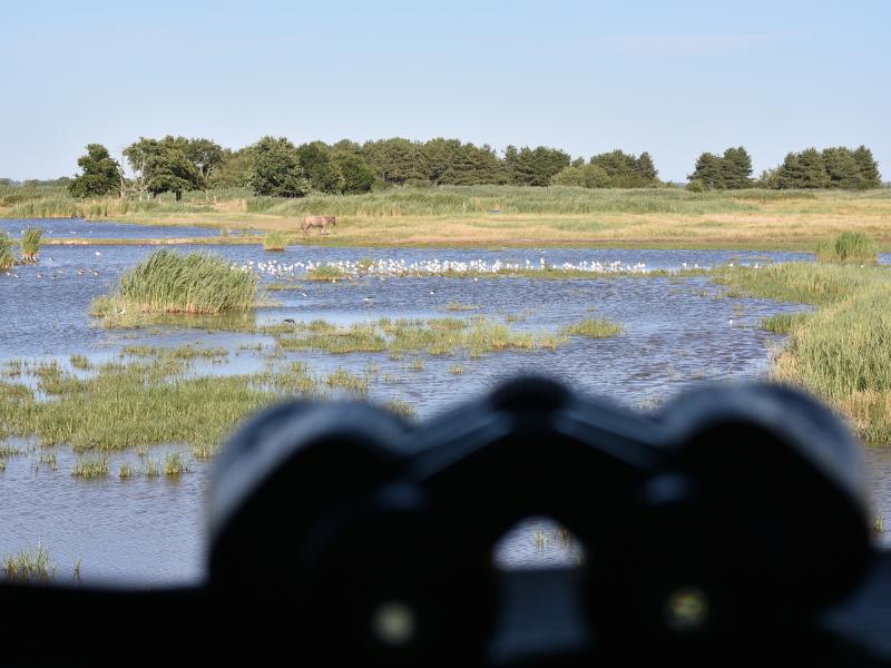 La Fête de la nature - Portes Ouvertes à Terres d'Oiseaux