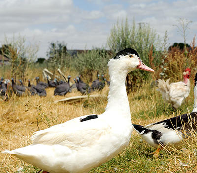 Ferme de la Chambrerie