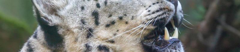 Visite guidée : on a les crocs !