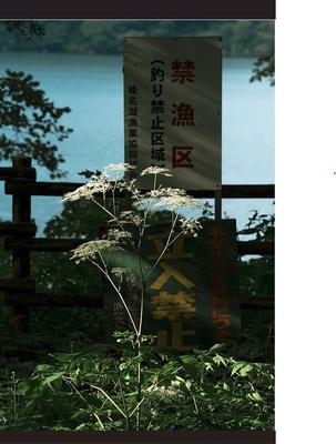 L'écologie des relations, la forêt amante de la mer