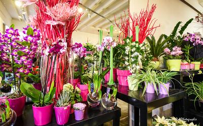 Black Baccara la Paillotte...