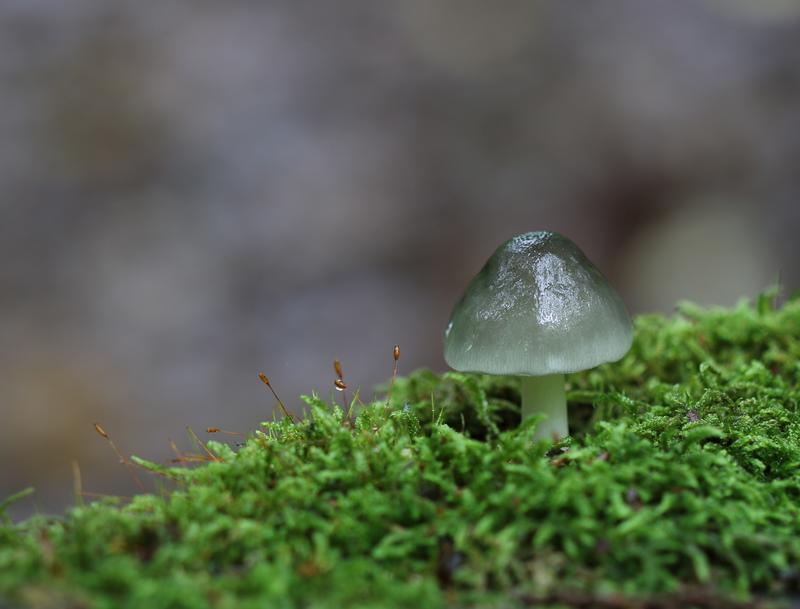 Sortie connaitre et reconnaitre les champignons
