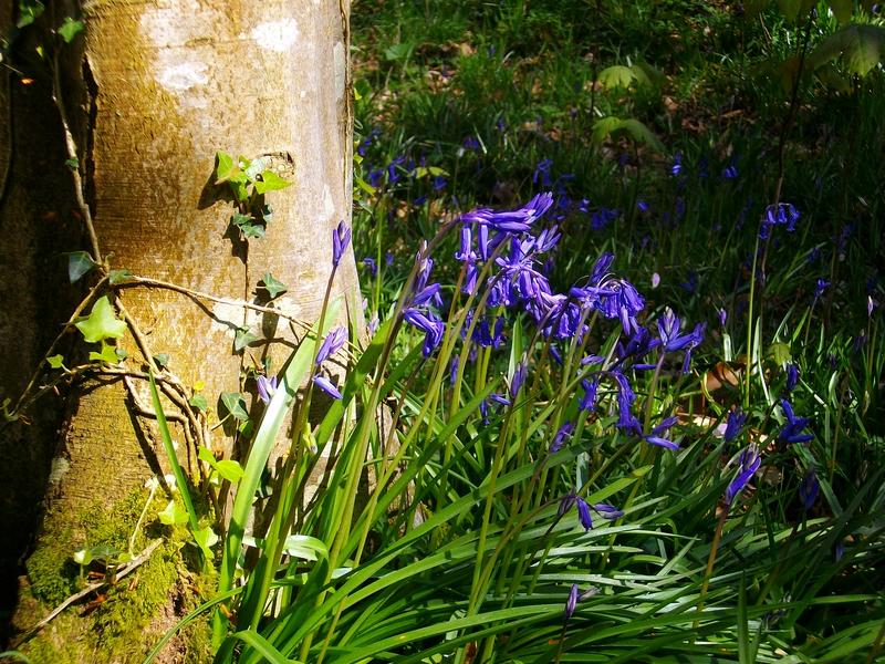 Rendez-vous créatif "Des fleurs pour les abeilles, un bouquet pour mamans"