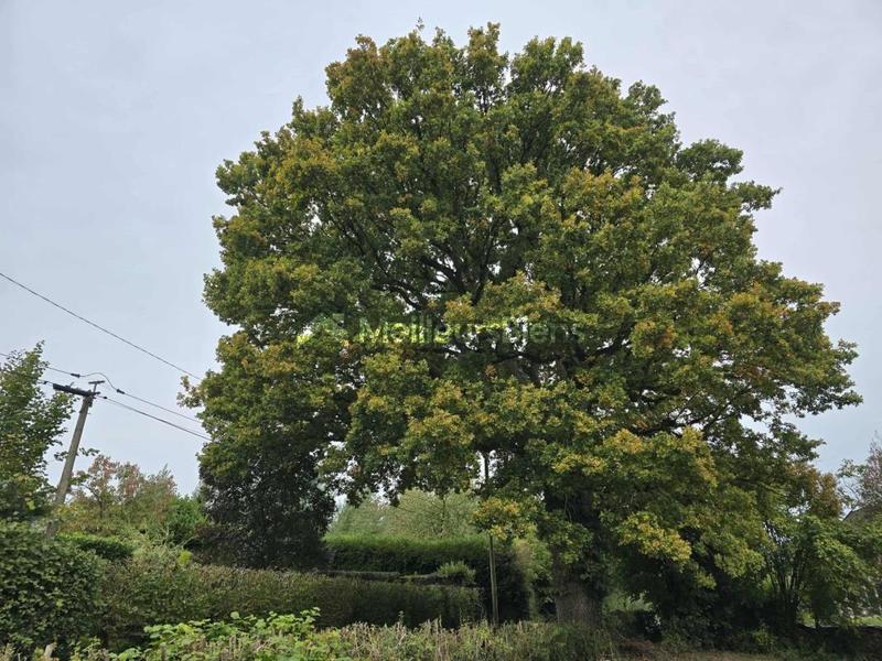 Terrain constructible - 1 000 m²