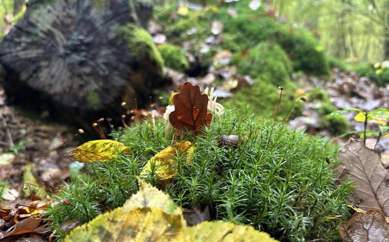 Ecorando à Abondant
