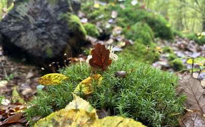Ecorando à Abondant