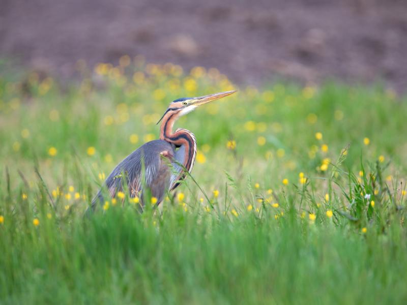 Samedi comptage à Terres d'Oiseaux