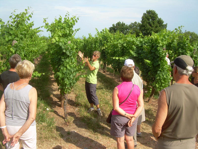 Verres à pied : découverte du vignoble