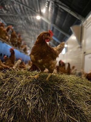 L’Œuf de Célestine