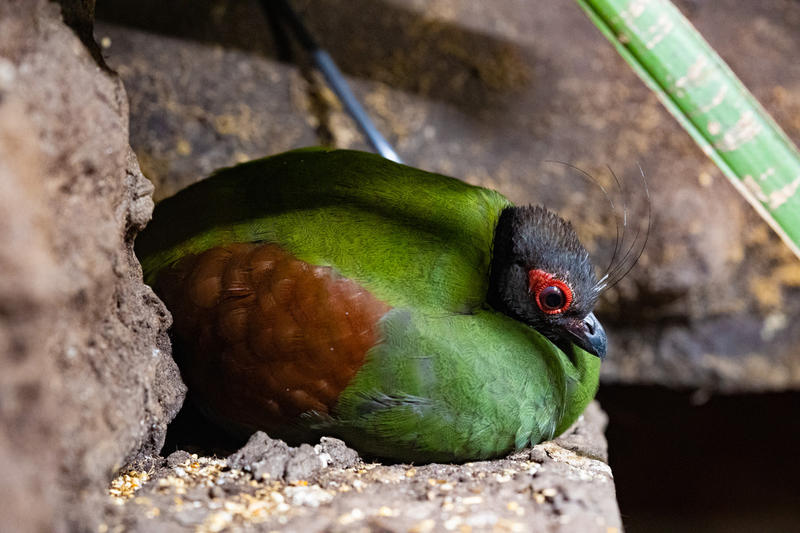Micro Zoo Saint-Malo