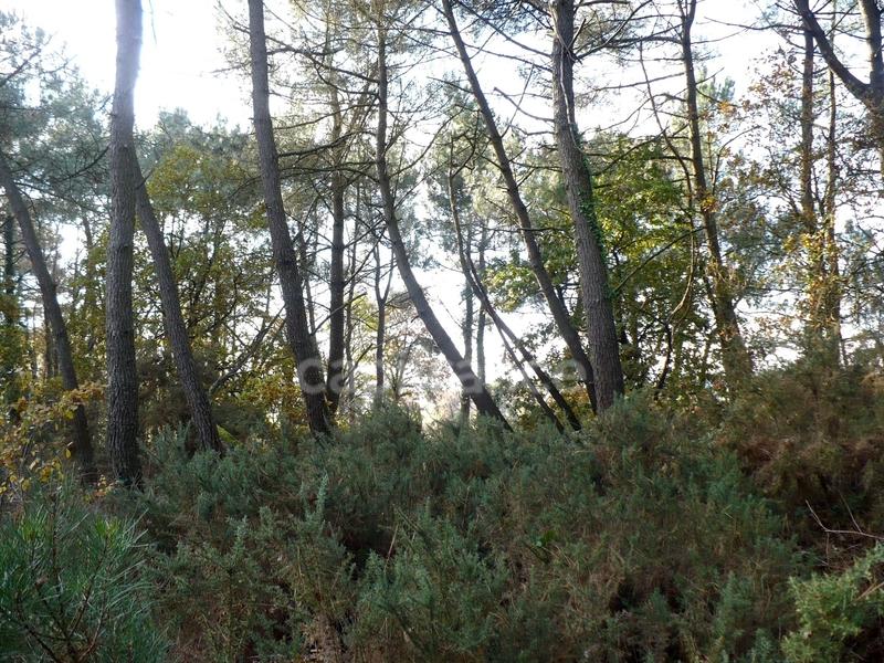 Terrain - 14 360 m²