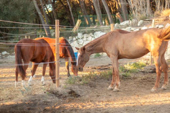 Concours de Pony-Games