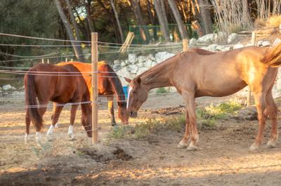 Concours de Pony-Games