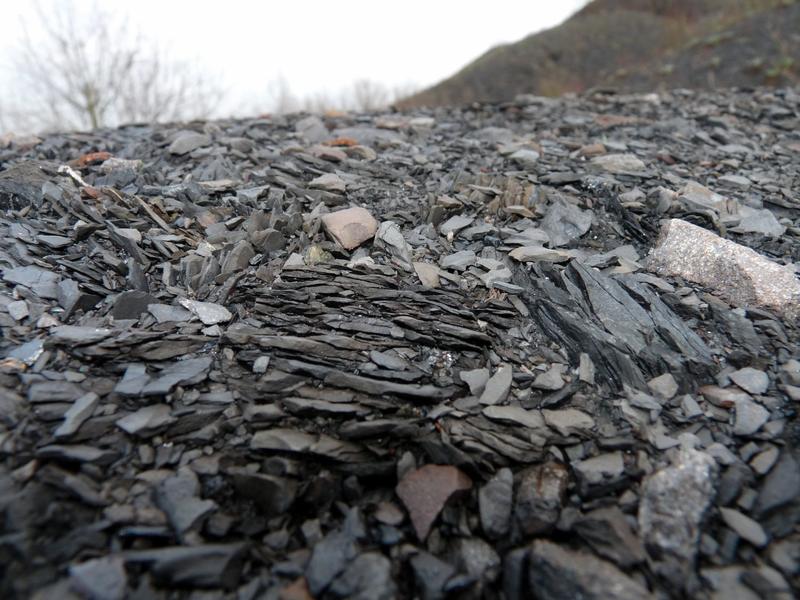 A la recherche des cailloux à fleurs