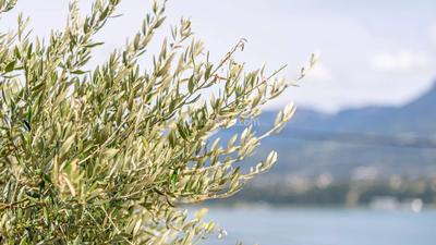 Maison - 207 m² - 10 pièces