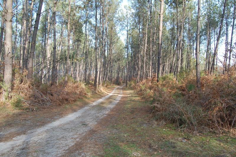 Randonnée pédestre