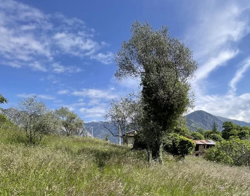 Terrain - 15 590 m²