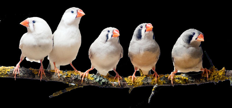 Terrain constructible - 1 300 m²