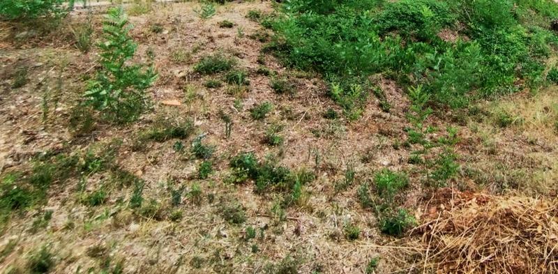 Terrain constructible - 850 m²