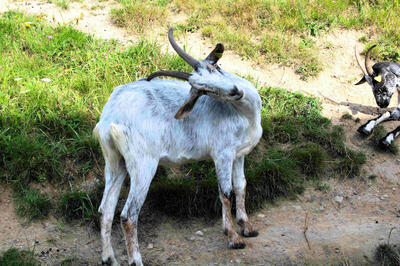 Animations du mois à la Ferme d'Argentin