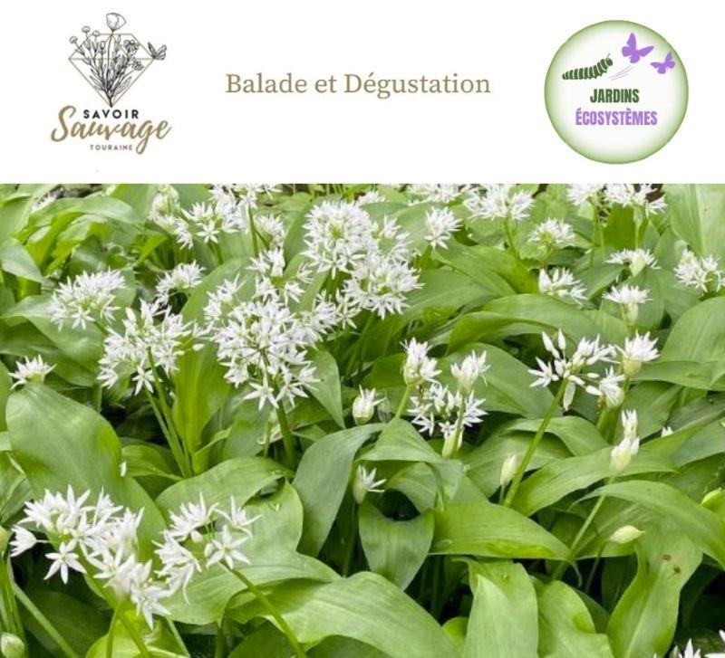 Balade, formation découverte et dégustation des plantes sauvages comestibles