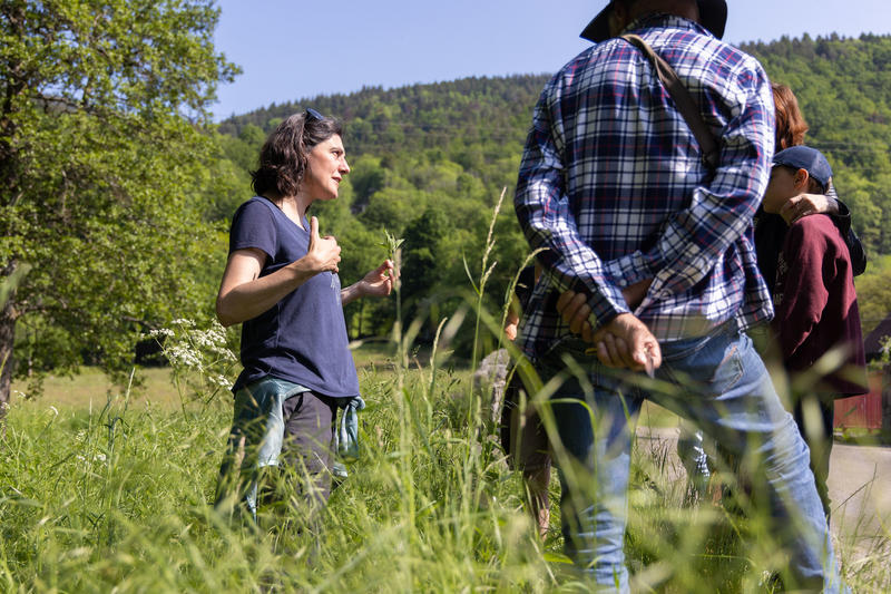 Sortie découverte des plantes sauvages