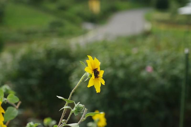 À la découverte des fleurs (IV) : la flore estivale des bords de chemins