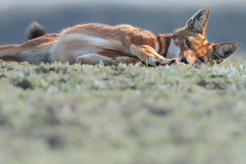 Film - le secret du loup d'Ethiopie