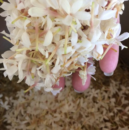 Domaine du Mas de l'Olivine