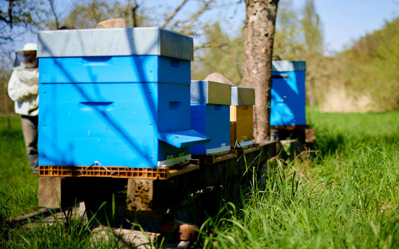 Rendez-vous nature : Rencontre avec la cigogne d'Alsace