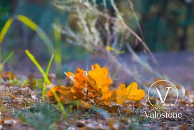 Terrain de loisirs - 11 330 m²