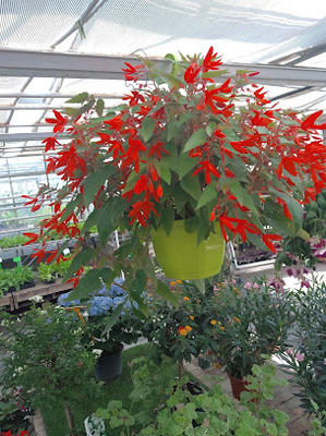 Aux Serres Hermitoises