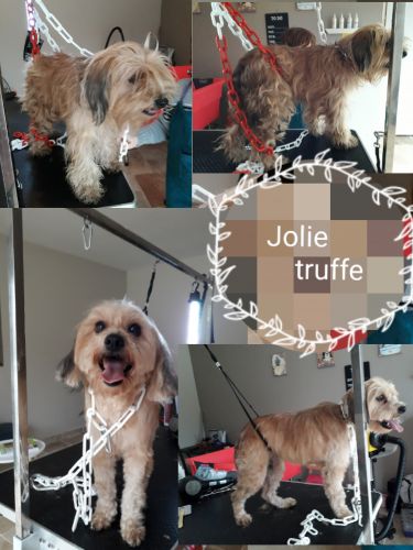 "Jolie truffe" Toilettage canin