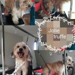 &quot;Jolie truffe&quot; Toilettage canin