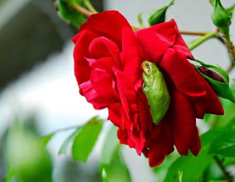 Rendez-vous aux jardins au Jardin de Boissonna