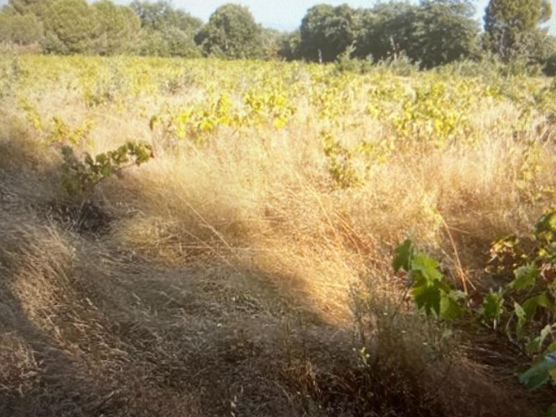 Terrain agricole - 5 000 m²