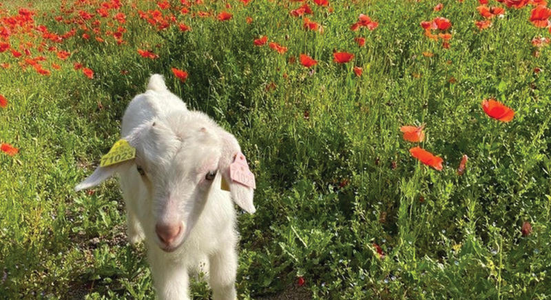 Chasse aux œufs à la Petite Ferme Pédagogique