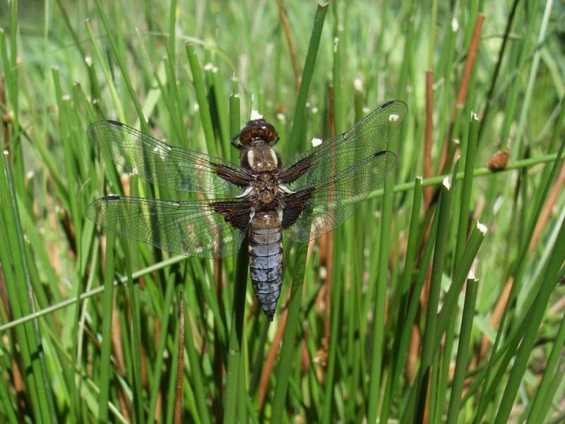 Les marais et leur biodiversité