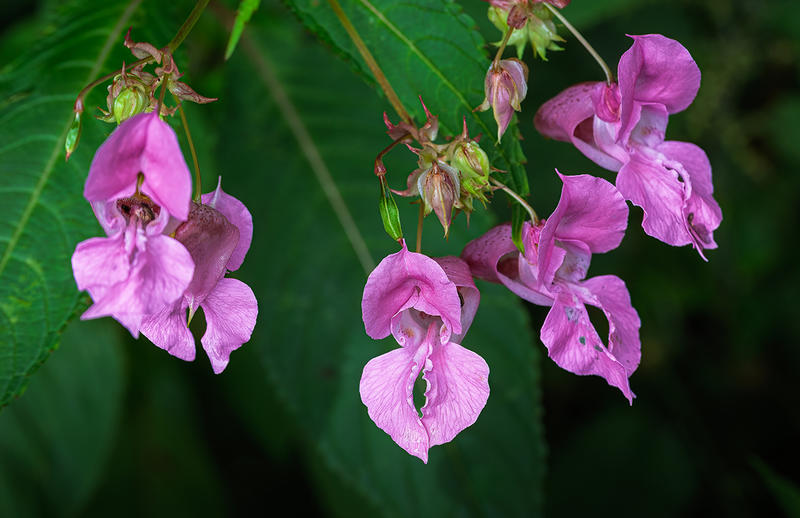 Lac d'Ardres - Chantier nature