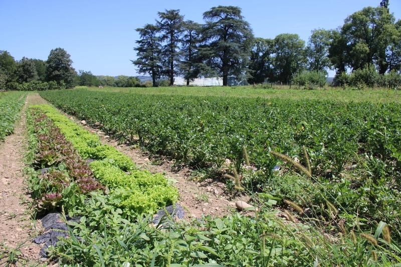 Château - 1 800 m² - 37 pièces