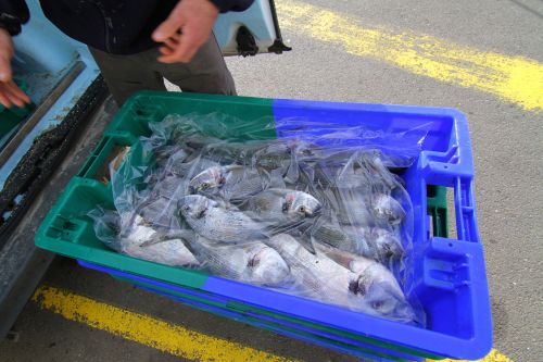 Marie Morgane Vente Directe du Pecheur