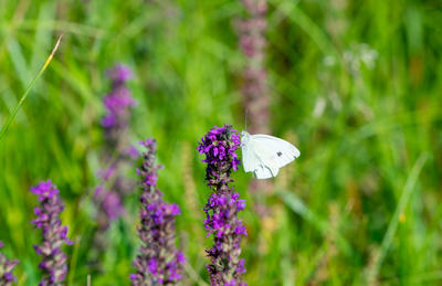 Club nature pour les enfants