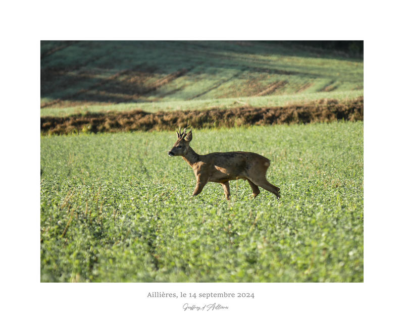 Exposition de Geoffroy d'Aillières - "Merveilles de la Nature"