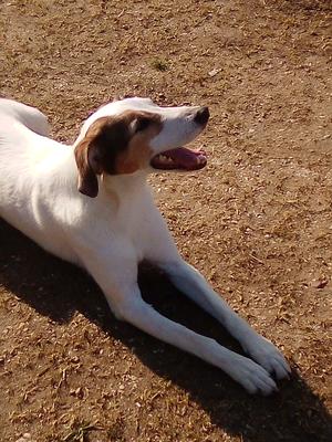 clinique vétérinaire de l'île