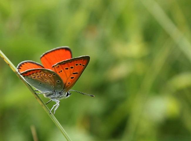 Mélanie Bardet en animation : et si vous lanciez votre propre élevage pour vos animaux ?