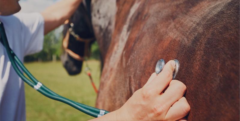 Clinique Vétérinaire des Mille Etangs