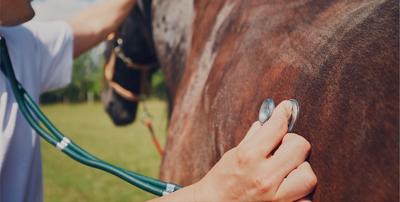 Clinique Vétérinaire des Mille Etangs