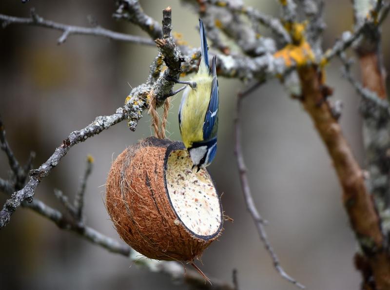 De l'oiseau à la boule de graines avec la Lpo