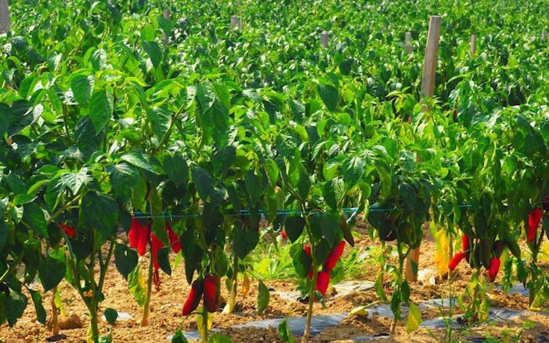 Visite d’une ferme familiale de porcs Kintoa et de piment d’Espelette