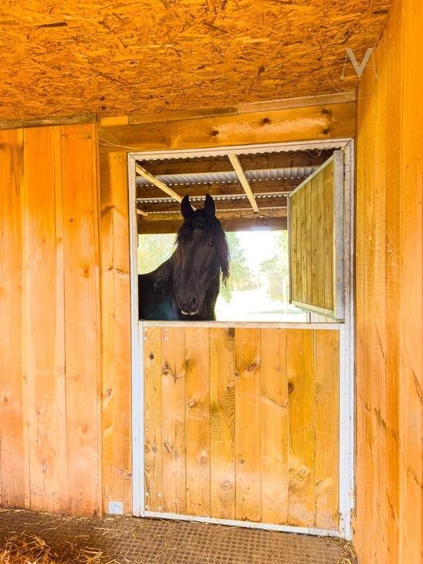 Haras - 250 m² - 6 pièces